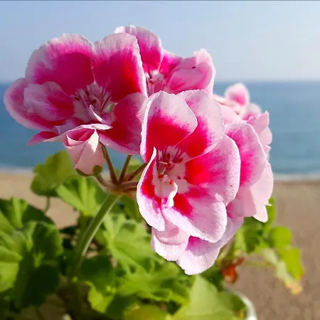 With Panoramic Sea View